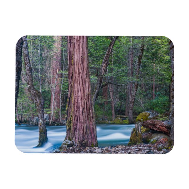 Ímã Sequoias & Rio Merced Parque Nacional de Yosemite, (Horizontal)