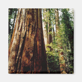 Imã Sequoias - Yosemite