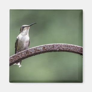 Imã Ser Pequeno Magneta de Hummingbird