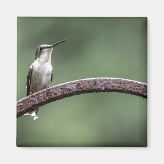 Imã Ser Pequeno Magneta de Hummingbird