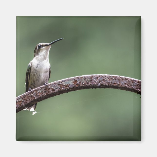 Imã Ser Pequeno Magneta de Hummingbird (Frente)