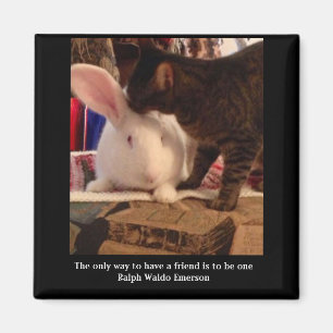 Imã Ser um ímã amigo