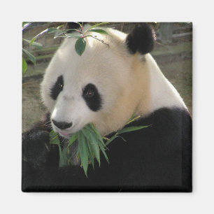 Imã Serenidade do Panda