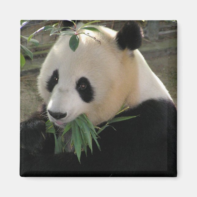 Imã Serenidade do Panda (Frente)