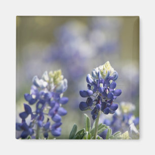 Imã Série #7 da fotografia dos Bluebonnets de Texas