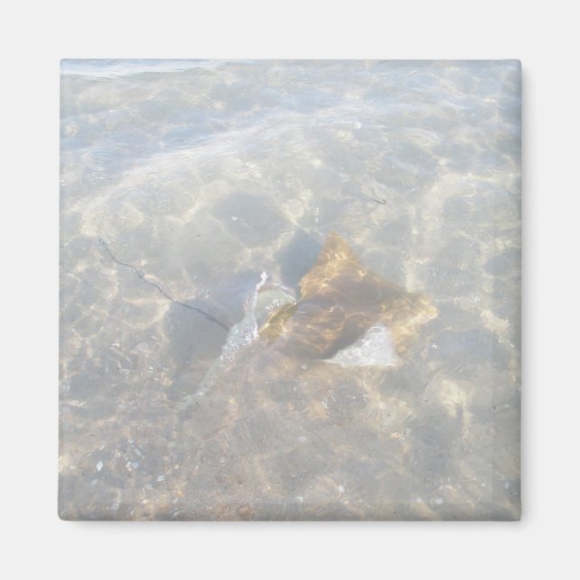 Imã Série Cownose Stingray OBX (Frente)