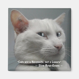 Imã Série ENGRAÇADA do ímã do CAT do BRANCO