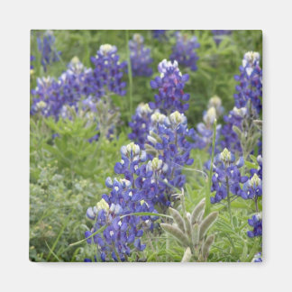Imã Série SJefferson Texas Bluebonnets nº 2