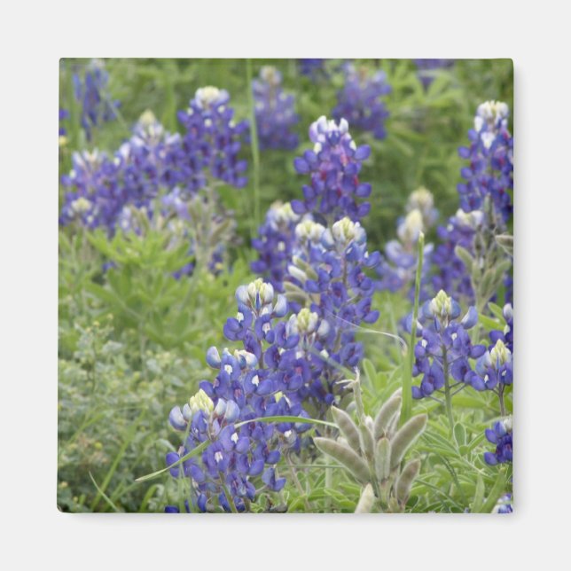 Imã Série SJefferson Texas Bluebonnets nº 2 (Frente)