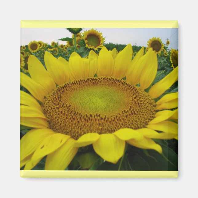 Imã Série Sunflower (Frente)