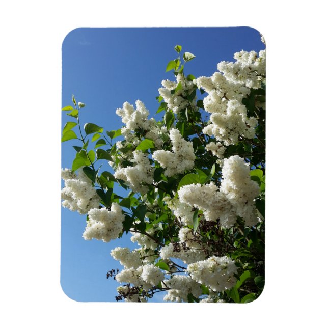 Ímã Seringa, Árvore Lilar Branca de Flor (Vertical)