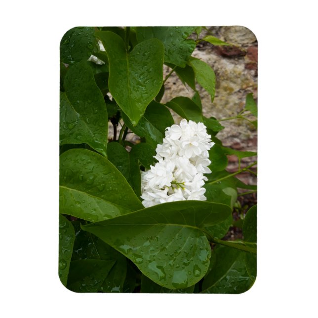 Ímã Seringa, Flor Lilac Branco com Colírio (Vertical)