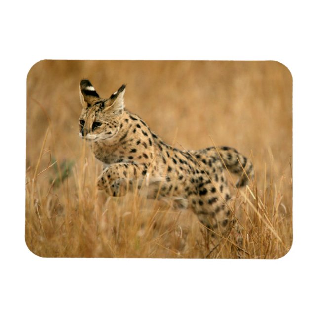 Ímã Serval (Leptailurus Serval) Saltando (Horizontal)