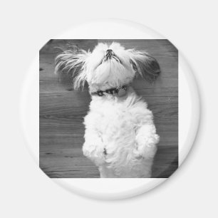 Imã Sesta de Shih Tzu