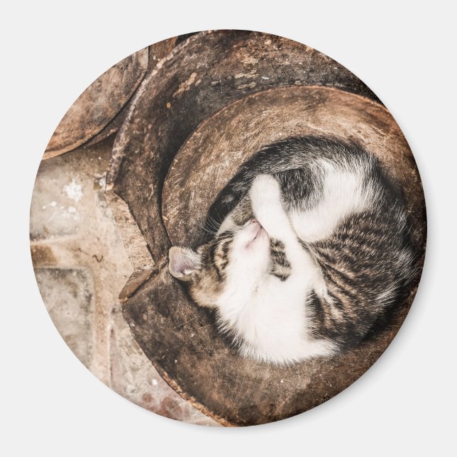 Imã Sesta do gato (Frente)