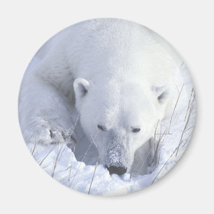 Imã Sesta do urso polar
