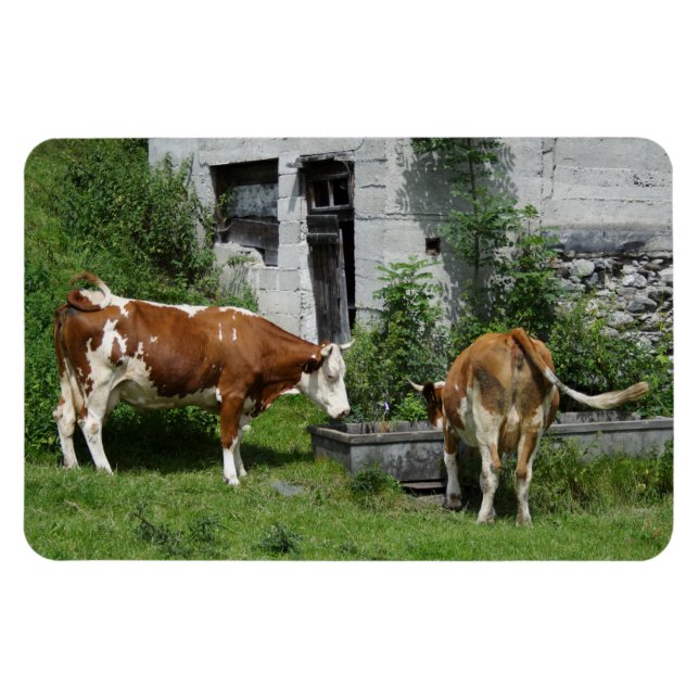 Ímã Sesty Fleckvieh (Horizontal)