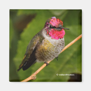 Imã Seu Gorget cor-de-rosa de Anna o colibri e
