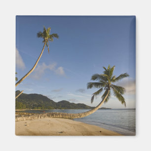 Imã Seychelles, Ilha de Mahe, palmeira horizontal,