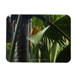Ímã Seychelles, Praslin, Vallee de MAI, chuva pesada