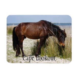 Ímã Shackleford Bank Wild Horse Magnet