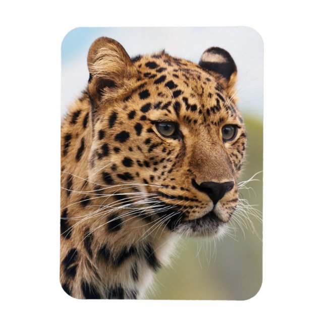 Ímã Shaggy Adulto Cheetah na Selvagem (Vertical)