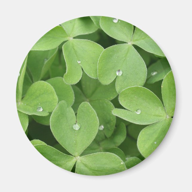 Imã Shamrock Clover Folaves (Frente)