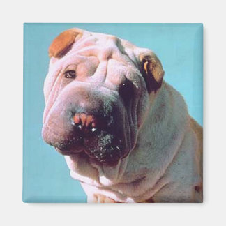 Imã Shar-Pei chinês