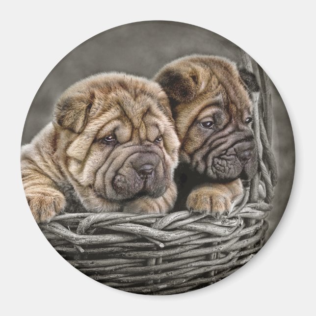Imã Shar-Pei Pups em basket Magnet (Frente)