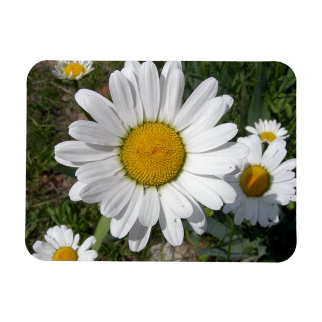 Ímã Shasta Daisy (Chrysanthemum maximum) (Horizontal)