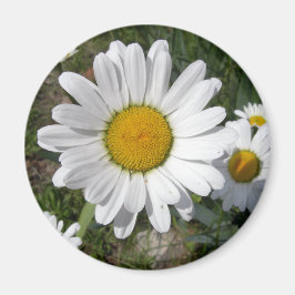 Imã Shasta Daisy (Chrysanthemum maximum)