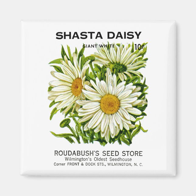 Imã Shasta Daisy Vintage Seed Packet (Frente)