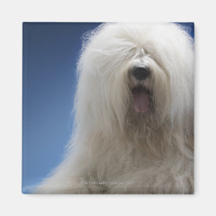 Imã Sheepdog