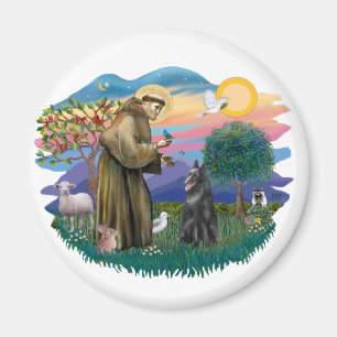 Imã Sheepdog belga