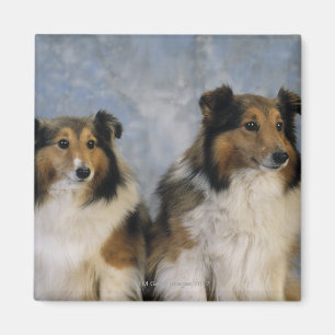 Imã Sheepdogs de Shetland