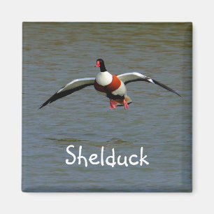 Imã Shelduck