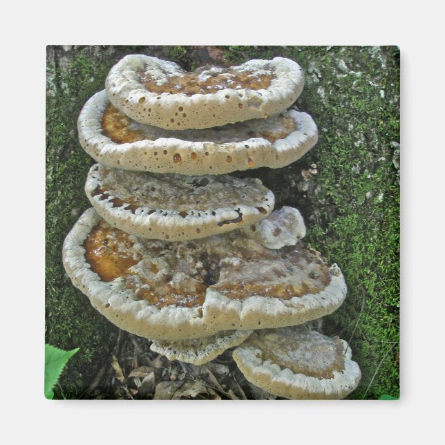 Imã Shelf Fungi em Stump (Frente)