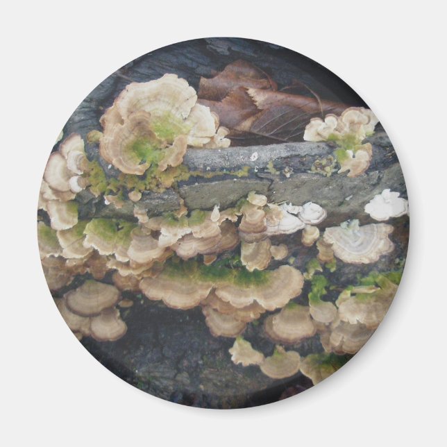 Imã Shelf Fungus Colony Magnet (Frente)