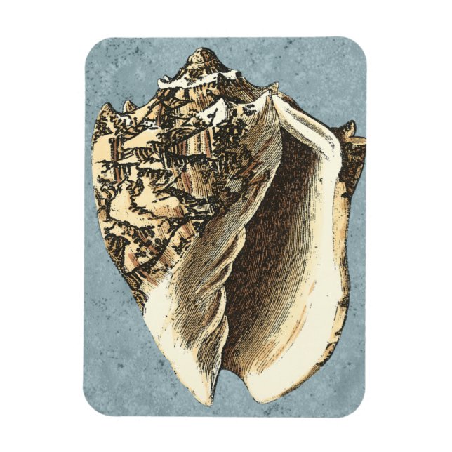 Ímã Shell Conch Stonewash (Vertical)