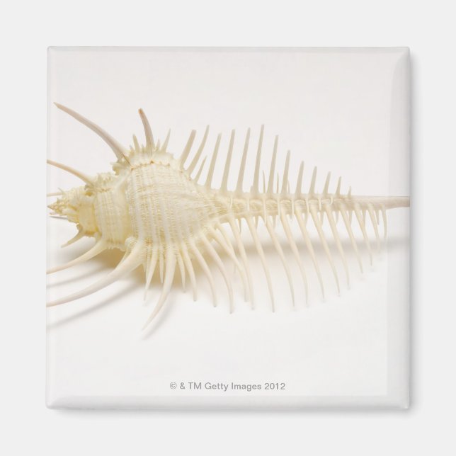 Imã Shell de Murex com pingos (Frente)