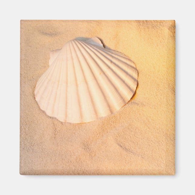 Imã Shell Lay In Sand (Frente)