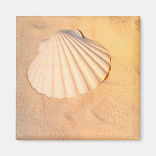 Imã Shell que coloca na areia