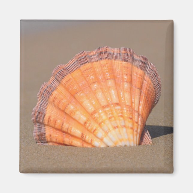 Imã Shell Scallop| Creta, Grécia (Frente)