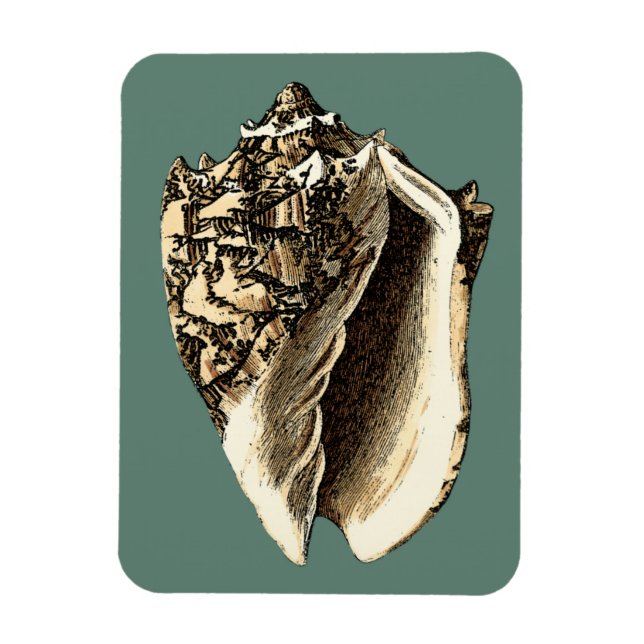 Ímã Shell Teal Conch (Vertical)