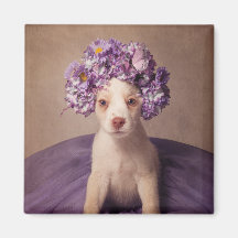 Shelter Pets Project - Fiona