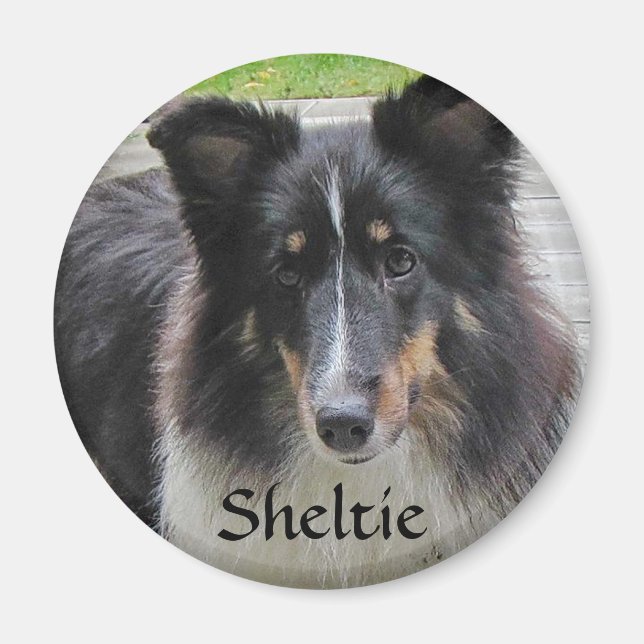 Imã Sheltie (Frente)