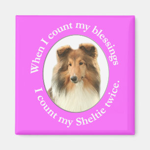 Imã Sheltie Blush Magnet