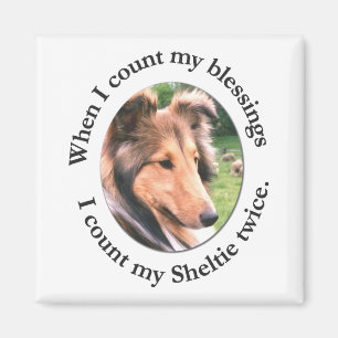 Imã Sheltie Blush Magnet