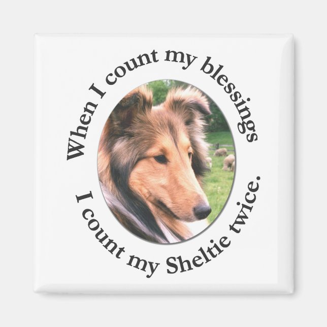 Imã Sheltie Blush Magnet (Frente)