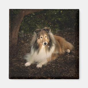 Imã Sheltie Magic Magnet